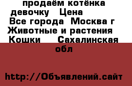 продаём котёнка девочку › Цена ­ 6 500 - Все города, Москва г. Животные и растения » Кошки   . Сахалинская обл.